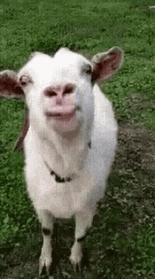 Goat Lick GIF - Goat Lick Kiss GIFs