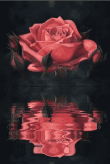 rose for you reflection