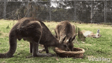 Wallaby Parrot GIF - Wallaby Parrot Eating GIFs