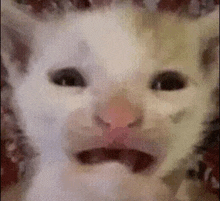 a close up of a cat 's face with its mouth open and a pink nose .