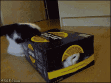animals cats boxes cat in box fail