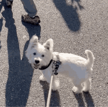 Westie Terrier GIF - Westie Terrier Dog GIFs