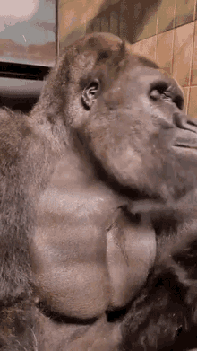 Gorilla Chimpanzee GIF - Gorilla Chimpanzee Orangutan GIFs