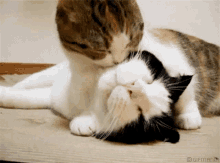 Gatos Besos GIF - Gatos Besos GIFs