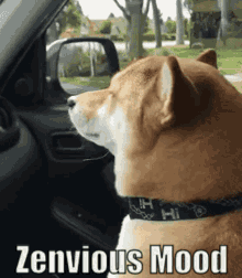 Zenvious Mood GIF - Zenvious Mood Shiba GIFs