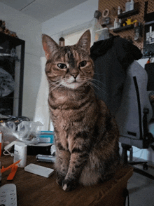 Juniper Cat GIF - Juniper Cat Looking GIFs