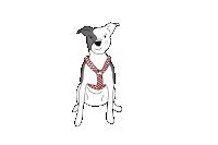 a black and white dog is wearing a red and white polka dot harness
