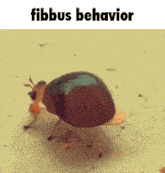 Fibbus Fibbus Behavior GIF