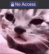 discord cat cry no access