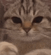 a close up of a cat playing with another cat 's tail .