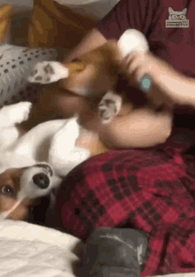 Brushing The Dog Brushing GIF - Brushing The Dog Brushing What Are You Doing GIFs