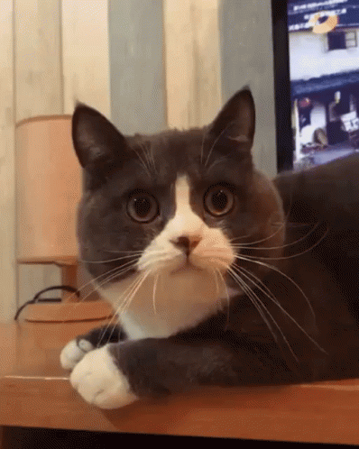 Thắc Mắc Gì Mèo GIF - Thắc Mắc Mèo MeòDễThương - Discover & Share GIFs