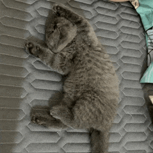 a gray kitten is laying on its back on a mattress .