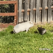 Pig Chasing Dog GIF