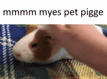 Guinea Pig Pet GIF - Guinea Pig Pet Mmm Myes GIFs
