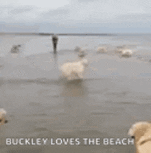 Lol Ocean GIF - Lol Ocean Dog GIFs