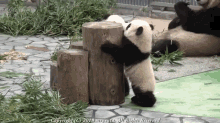 The Struggle Is Real For Pandas Too GIF - Panda Struggle Babies GIFs