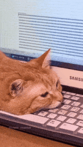 a cat laying on a samsung keyboard in front of a computer screen