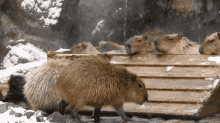 a group of capybaras laying on a wooden ledge in the snow