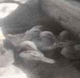a group of ducks are sitting in a car .