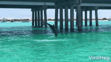 Dolphin Viralhog GIF - Dolphin Viralhog Jump Out Of Water GIFs