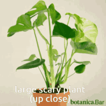 Large Scary Plant Up Close GIF