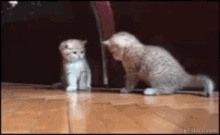 Cats I Boop You GIF