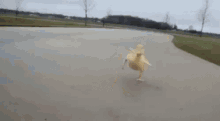Duckling Excited GIF - Duckling Excited Waddle GIFs