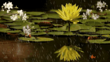 God Lilly Pads GIF