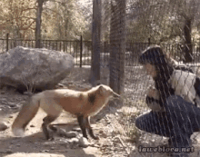 Fox Excited GIF - Fox Excited Jump GIFs