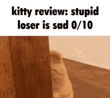 Kitty Review GIF - Kitty Review Stupid GIFs