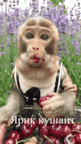 бибизян кушает GIF - бибизян кушает обезьянка GIFs