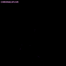 Chromacat Chromacatlive GIF - Chromacat Chromacatlive Twitch GIFs