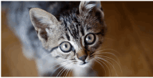 Cute Cats GIF - Cute Cats Look At You GIFs