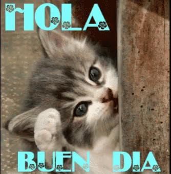 Hola Buen Dia Cat GIF - Hola Buen Dia Cat Kitten - Discover & Share GIFs