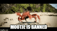 Mootje Is Banned Celebrate GIF - Mootje Is Banned Celebrate Crab GIFs