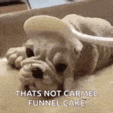 Dog Cake GIF - Dog Cake Scoop GIFs