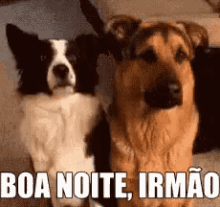 Boa Noite, Cachorros, Abraço, Amigos GIF - Goodnight Friends Dogs GIFs