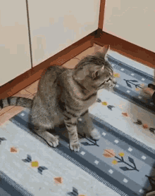 Pisica Cat GIF - Pisica Cat Cat Shaking Hand GIFs