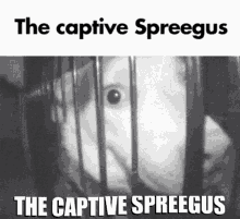 The Captive Spreegus Spreegus GIF - The Captive Spreegus Spreegus Jane GIFs