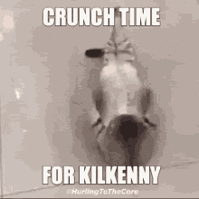 kilkenny crunch time work out exercise cat