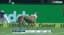 Cricket Dogs GIF - Cricket Dogs Audience GIFs