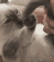 Seal Point Cat GIF - Seal Point Cat Tail GIFs