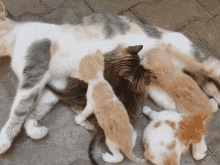Kitten Kitty GIF - Kitten Kitty Cat GIFs
