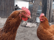 Say What What GIF - Say What What Hen GIFs
