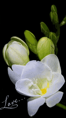 Whites White Lily GIF