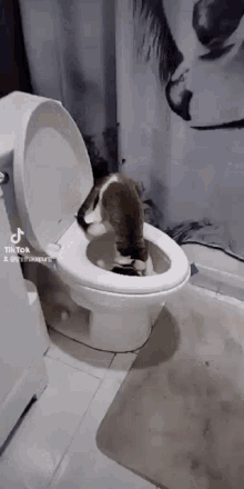 Cat Toilet GIF - Cat Toilet Arcticwolf8 GIFs