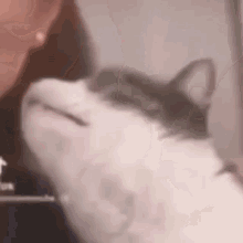 Cat Kiss GIF