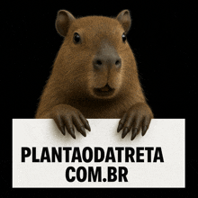 a capybara is holding a sign that says plantaodatreta com.br