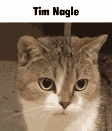 Tim Nagle Cat GIF - Tim Nagle Cat Angry GIFs